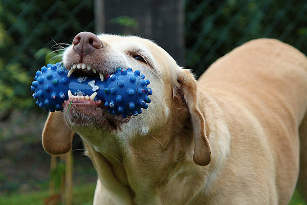 Indestructible  Dog Toys for Aggressive Chewers