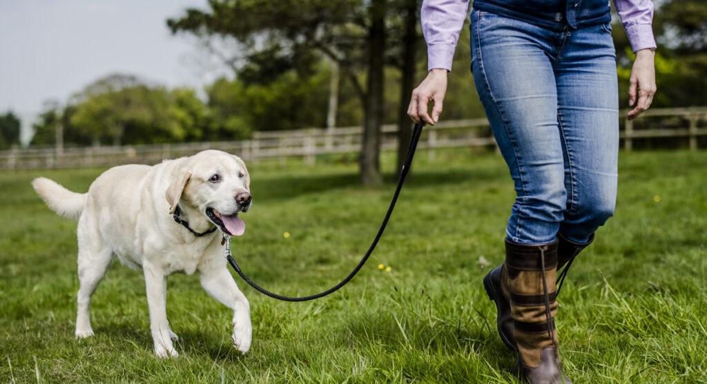 Collar and Leash seat for teaching your dog how to walk with you