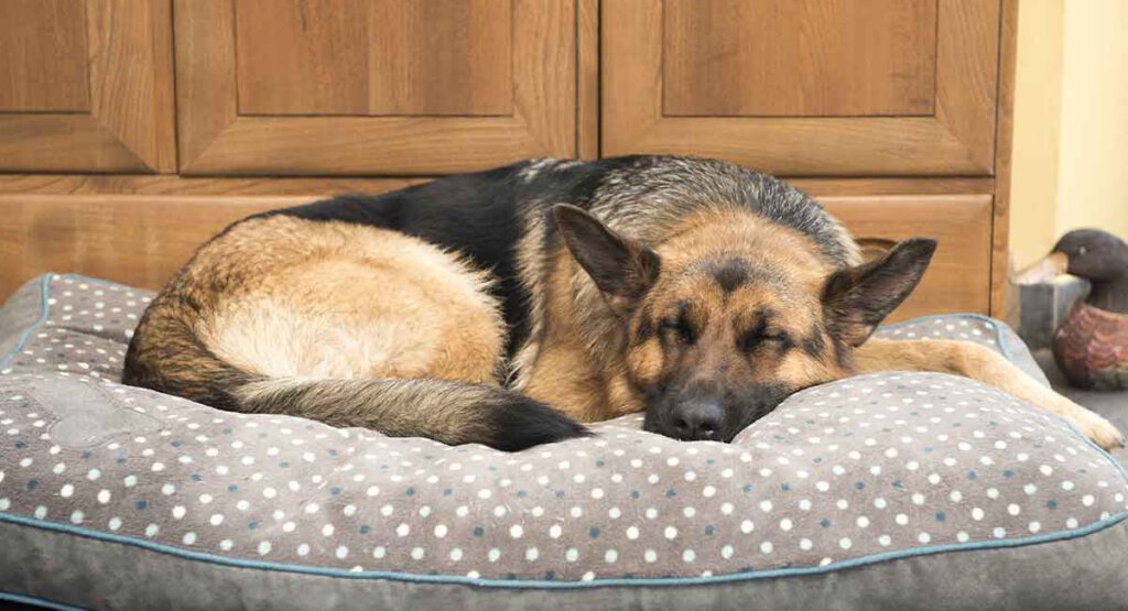 comfortable dog bed for older dogs to sleep and rest