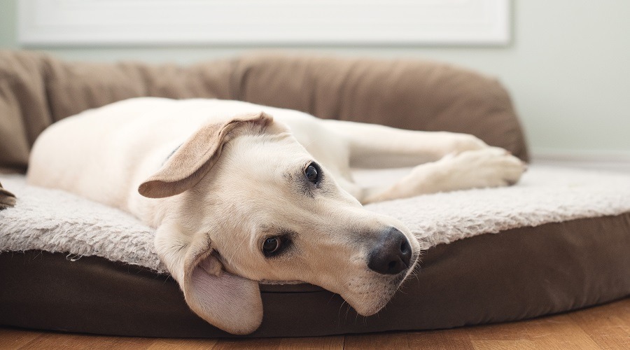 The best dog bed that are indestructible for chewers
