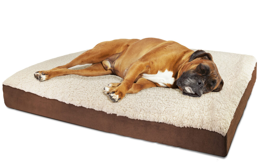 the best orthopedic dog bed for dogs with arthritis