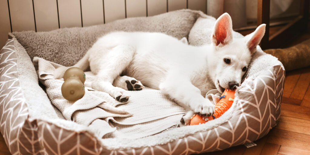 Best Dog Beds for Small and Large Dogs
